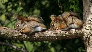 Preview wallpaper squirrels, couple, tree, branch, lie