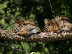 Preview wallpaper squirrels, couple, tree, branch, lie