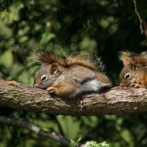 Preview wallpaper squirrels, couple, tree, branch, lie