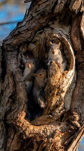 Preview wallpaper squirrels, rodents, cute, hollow, tree, bark