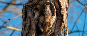 Preview wallpaper squirrels, rodents, cute, hollow, tree, bark