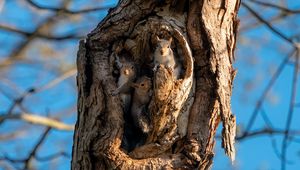 Preview wallpaper squirrels, rodents, cute, hollow, tree, bark