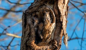 Preview wallpaper squirrels, rodents, cute, hollow, tree, bark