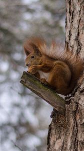 Preview wallpaper squirrels, tree, snow, sit