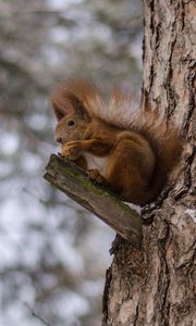 Preview wallpaper squirrels, tree, snow, sit