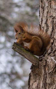 Preview wallpaper squirrels, tree, snow, sit