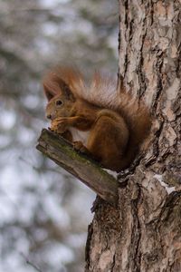 Preview wallpaper squirrels, tree, snow, sit