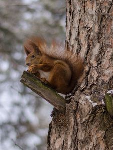 Preview wallpaper squirrels, tree, snow, sit