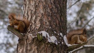 Preview wallpaper squirrels, tree, snow, sit