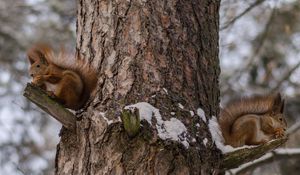 Preview wallpaper squirrels, tree, snow, sit