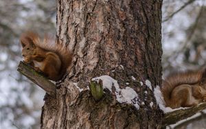 Preview wallpaper squirrels, tree, snow, sit