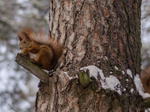 Preview wallpaper squirrels, tree, snow, sit