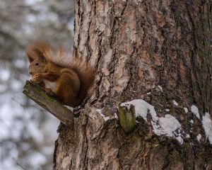 Preview wallpaper squirrels, tree, snow, sit