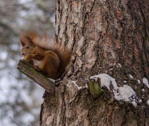 Preview wallpaper squirrels, tree, snow, sit