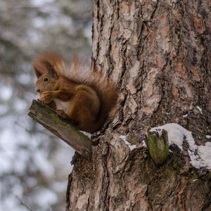 Preview wallpaper squirrels, tree, snow, sit