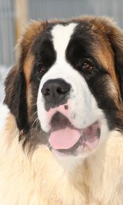 Preview wallpaper st bernard, face, tired, snow