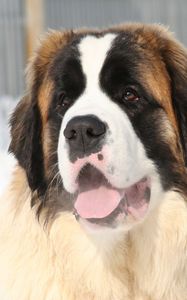 Preview wallpaper st bernard, face, tired, snow