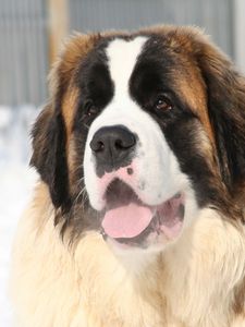 Preview wallpaper st bernard, face, tired, snow