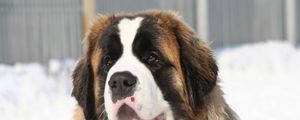 Preview wallpaper st bernard, face, tired, snow