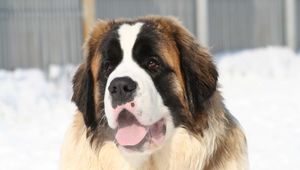 Preview wallpaper st bernard, face, tired, snow