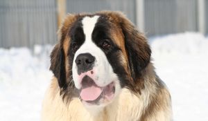 Preview wallpaper st bernard, face, tired, snow