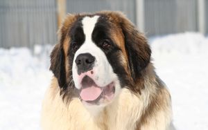 Preview wallpaper st bernard, face, tired, snow