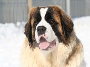 Preview wallpaper st bernard, face, tired, snow