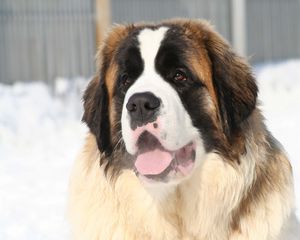 Preview wallpaper st bernard, face, tired, snow