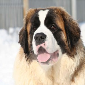 Preview wallpaper st bernard, face, tired, snow