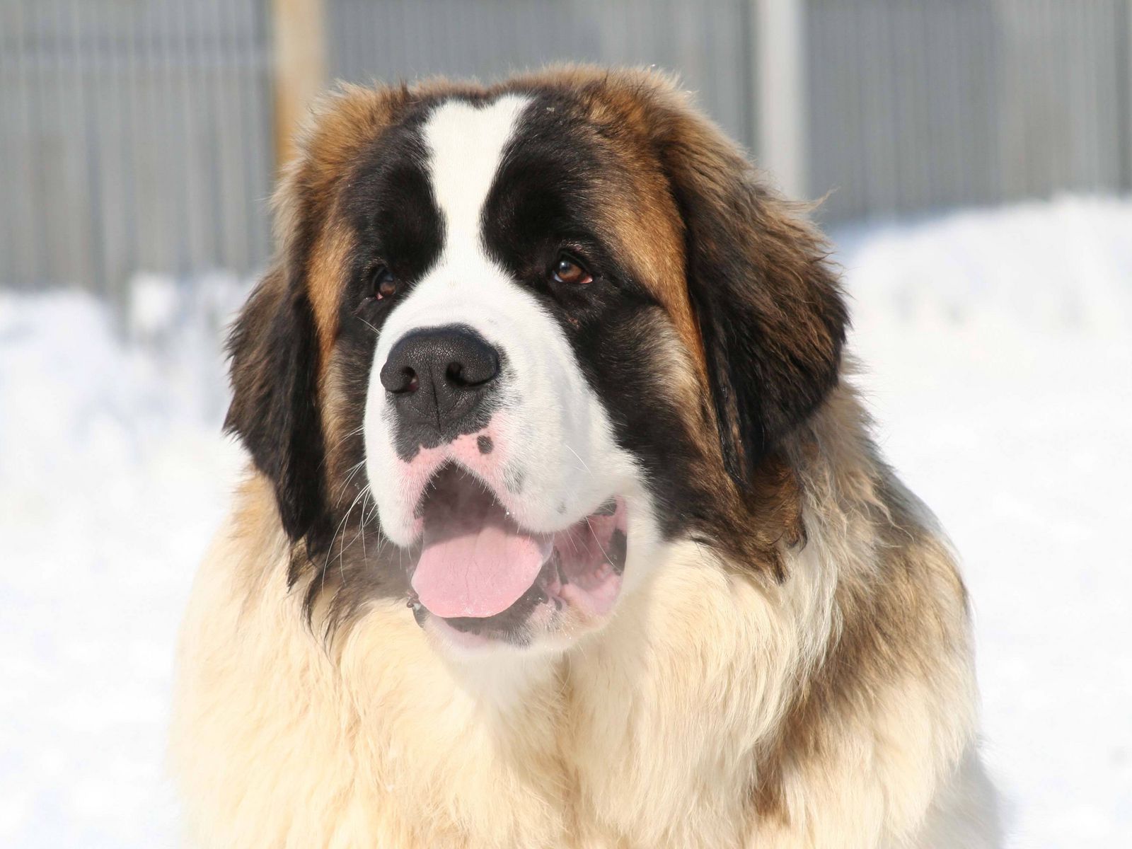 Download wallpaper 1600x1200 st bernard, face, tongue, mouth, lifeguard ...