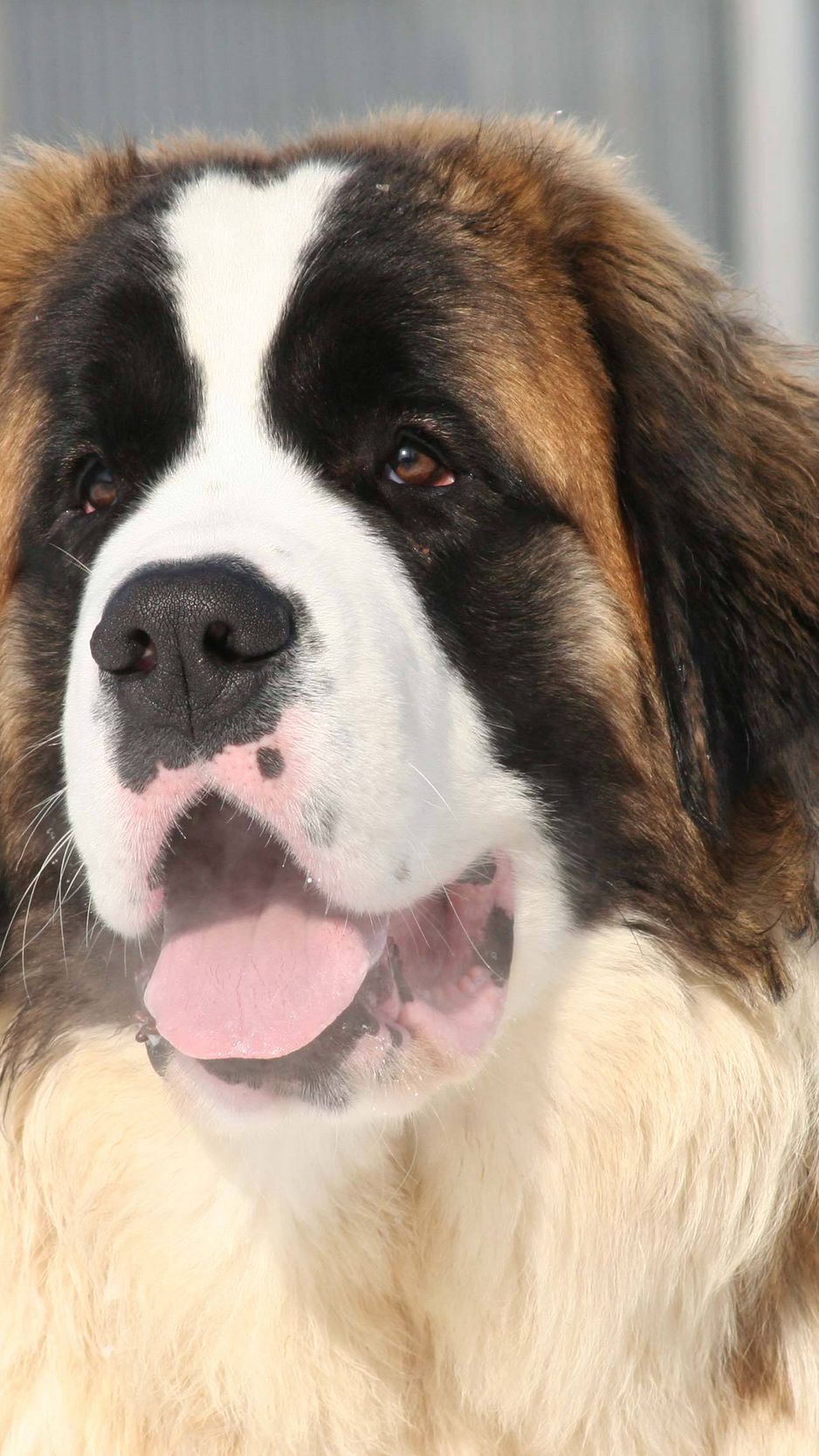 Download wallpaper 938x1668 st bernard, face, tongue, mouth, lifeguard ...