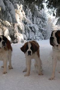 Preview wallpaper st bernard, family, puppy, snow, road, walk