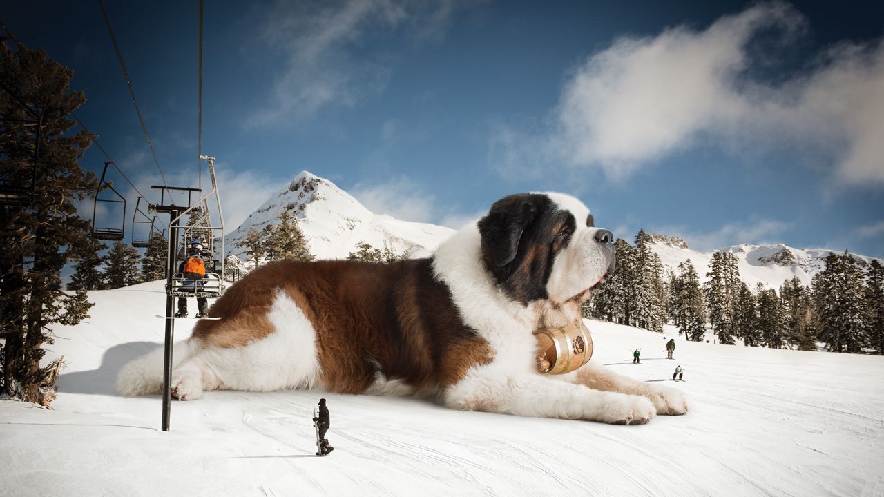 Wallpaper st bernard, huge, snow, mountains