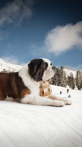 Preview wallpaper st bernard, huge, snow, mountains