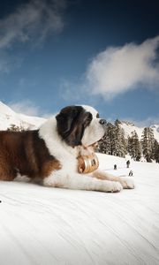 Preview wallpaper st bernard, huge, snow, mountains