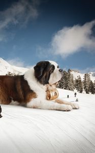 Preview wallpaper st bernard, huge, snow, mountains