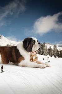 Preview wallpaper st bernard, huge, snow, mountains