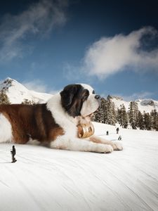 Preview wallpaper st bernard, huge, snow, mountains