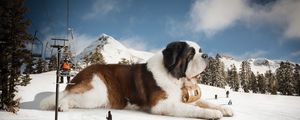 Preview wallpaper st bernard, huge, snow, mountains