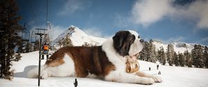 Preview wallpaper st bernard, huge, snow, mountains