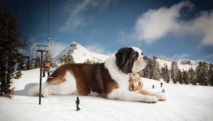 Preview wallpaper st bernard, huge, snow, mountains