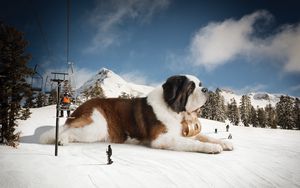 Preview wallpaper st bernard, huge, snow, mountains