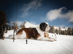 Preview wallpaper st bernard, huge, snow, mountains