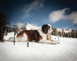 Preview wallpaper st bernard, huge, snow, mountains