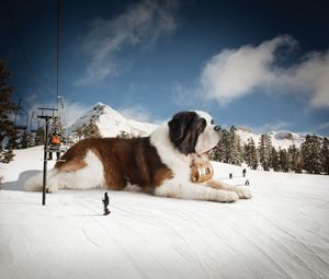 Preview wallpaper st bernard, huge, snow, mountains