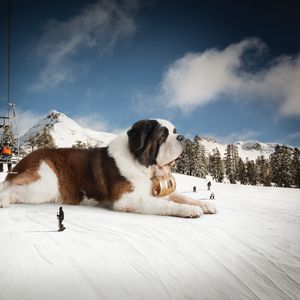 Preview wallpaper st bernard, huge, snow, mountains