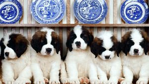 Preview wallpaper st bernard, puppies, dishes, plates, shelf