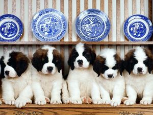 Preview wallpaper st bernard, puppies, dishes, plates, shelf
