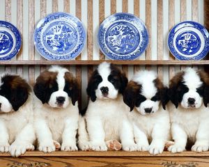 Preview wallpaper st bernard, puppies, dishes, plates, shelf