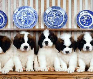 Preview wallpaper st bernard, puppies, dishes, plates, shelf